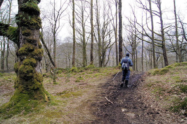 Woodland trail near Tarn Hows