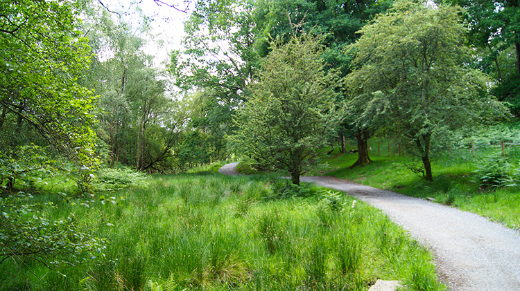 Woodland bordering Blelham Tarn