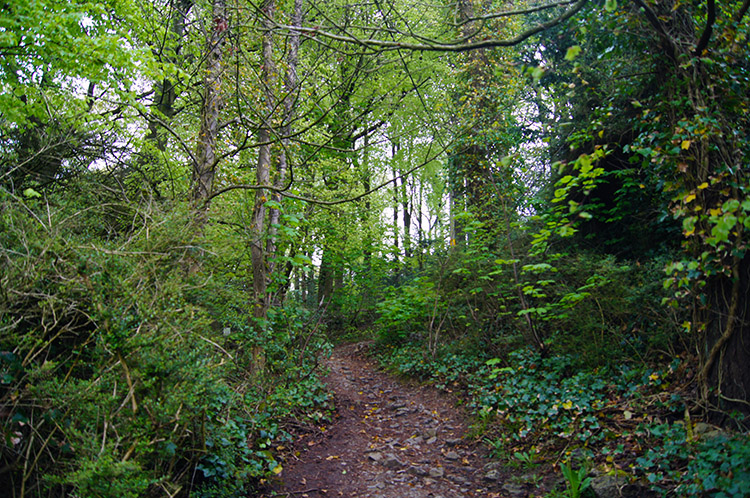 Woodland path up from the coast to High Arnside