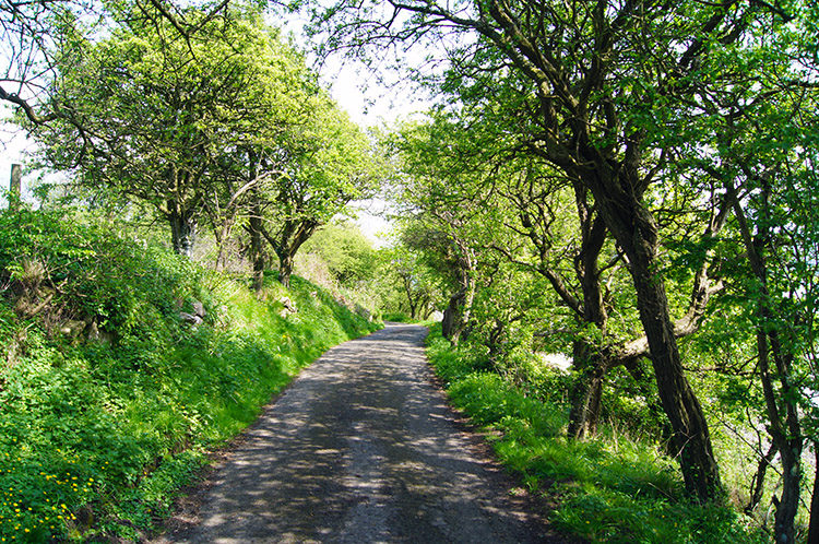 Shaded avenue road to Brown's Houses