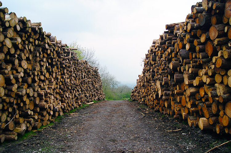 Tree trunk avenue