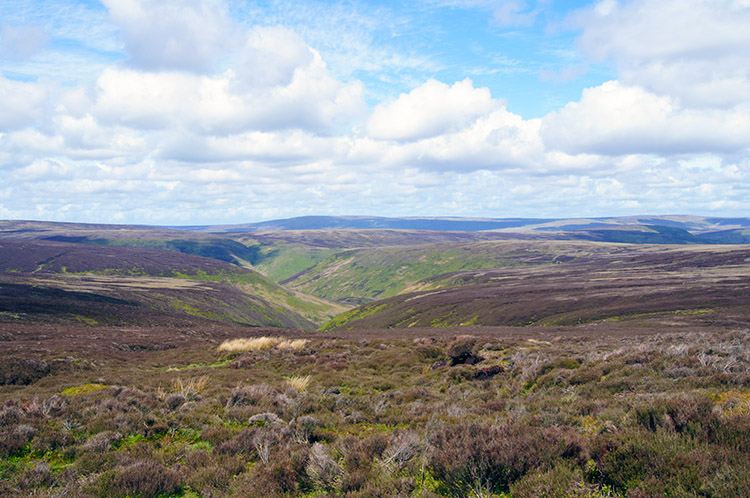 Near the source of Bleadale Water