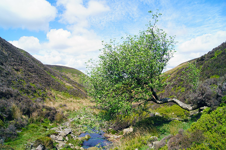 Tree blocking the path in Bleadale