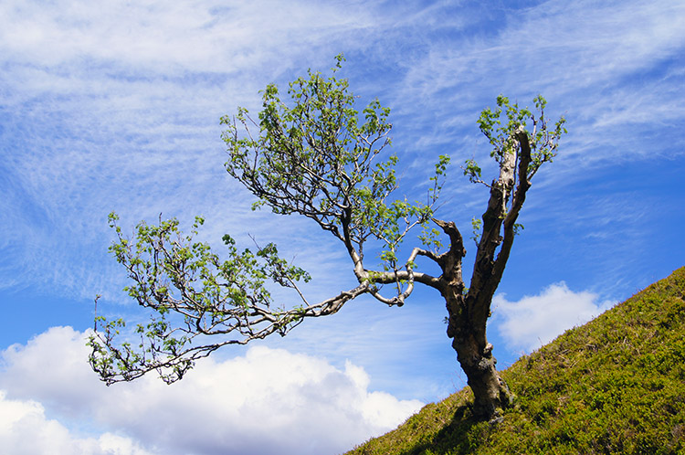 Tree rooted to higher ground in the valley