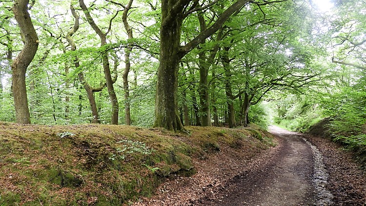 Tockholes Plantation