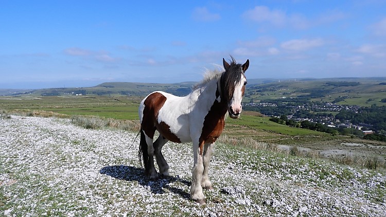 Wild horse on Cowpe Lowe