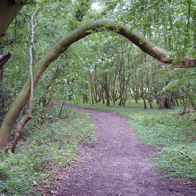 One of the many paths between trees and bushes