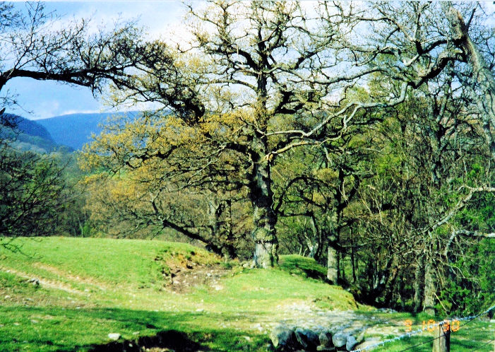 Woodland near Naddle Gate just before Haweswater