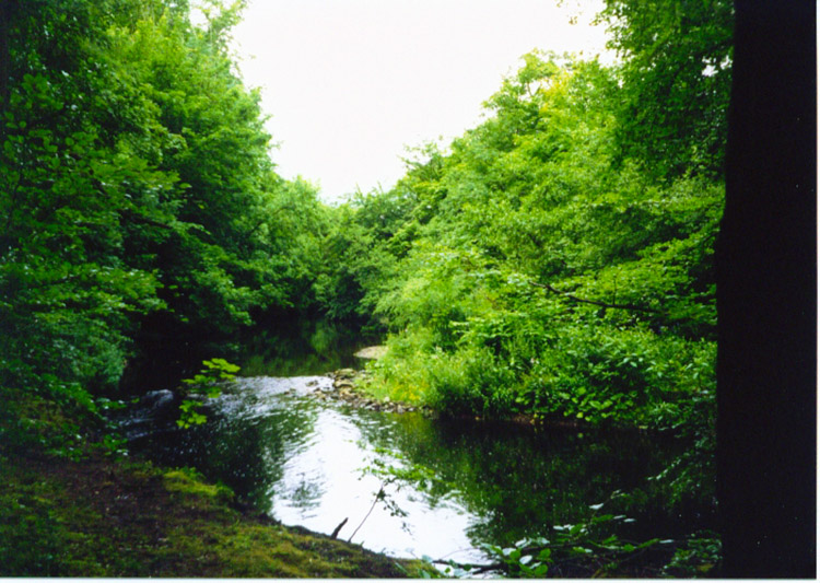 Pond near the Swale at Colburn Hall