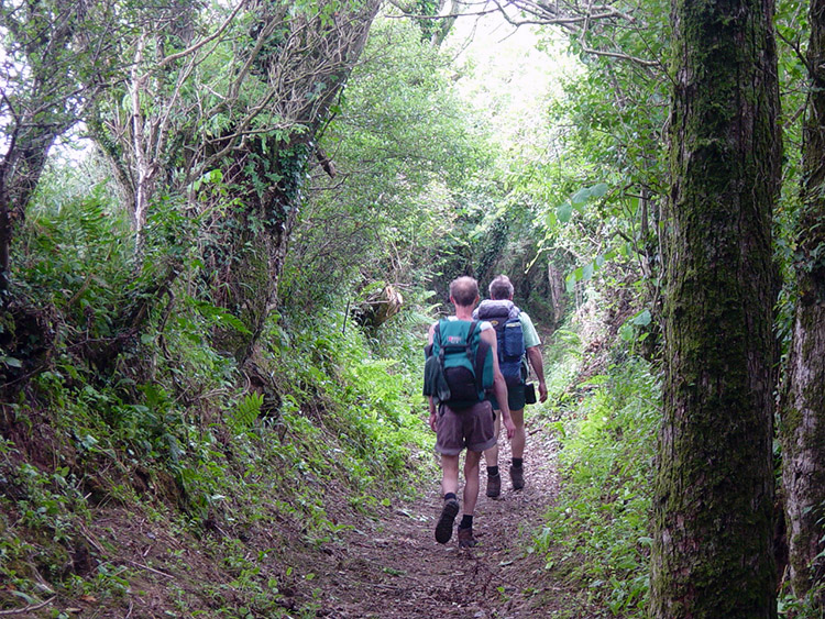 A leafy lane near St Mawes