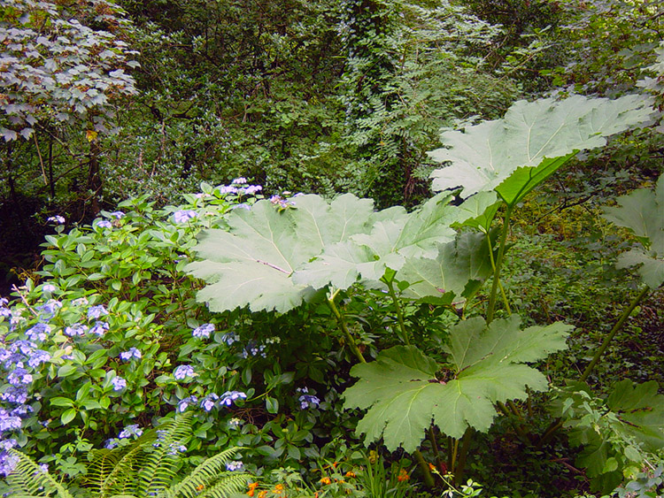 Giants beside the road