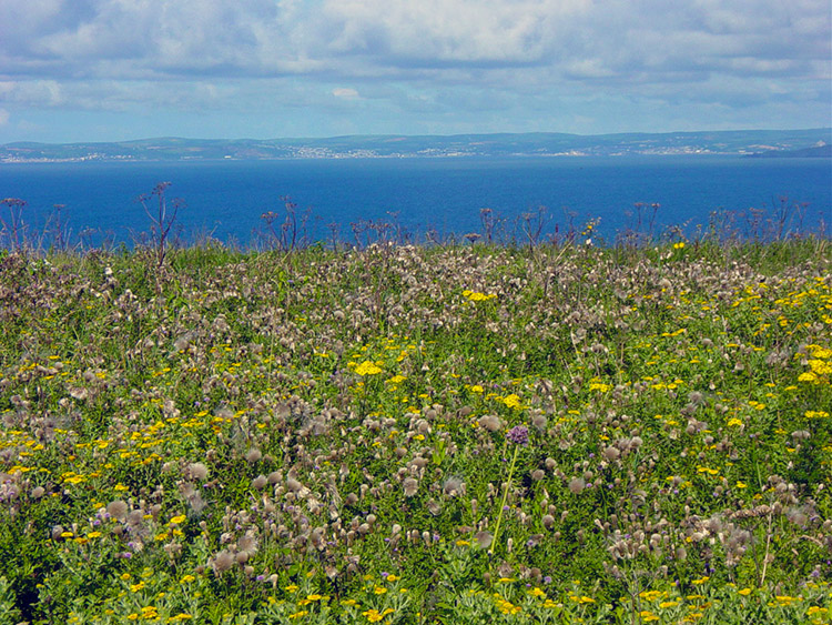 Flowers everywhere