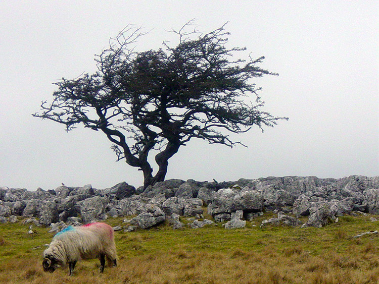 Limestone Pavement at Twisleton Scars