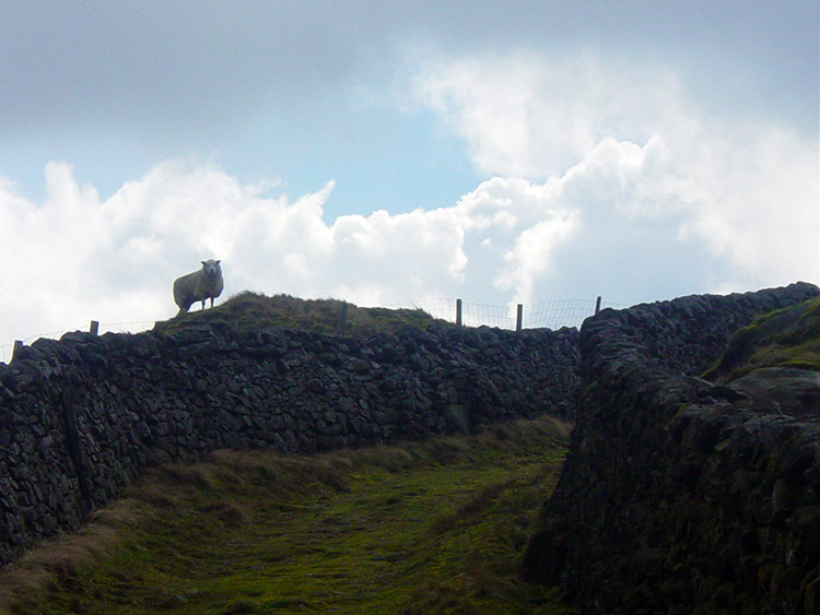 Climbing from Thorpe to Embsay Moor