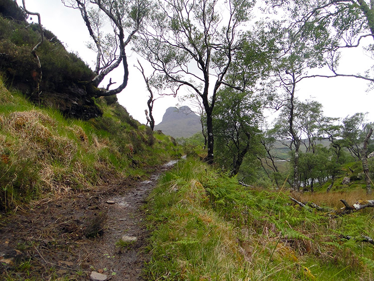 Scenic coppice at Doire Dhuibh