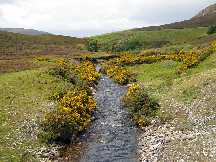 Gorse lines each side of Allt an t-Srathain