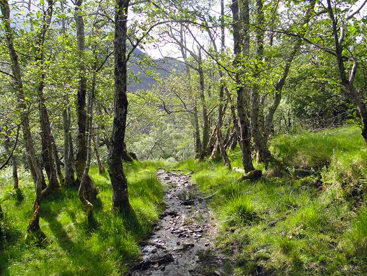 Descending through Birch Wood to Dundonnell