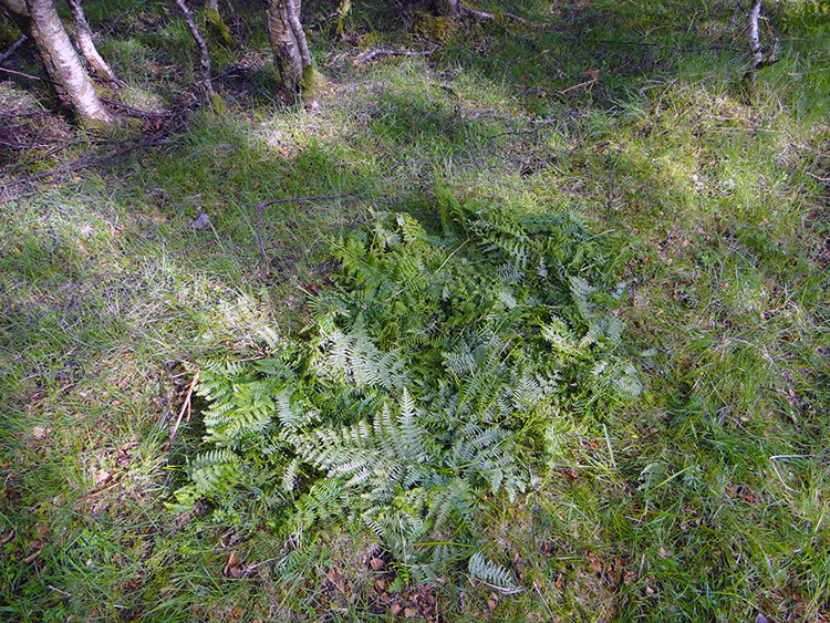 Bed of Ferns