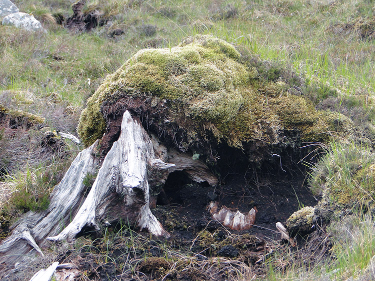 Petrified Forest