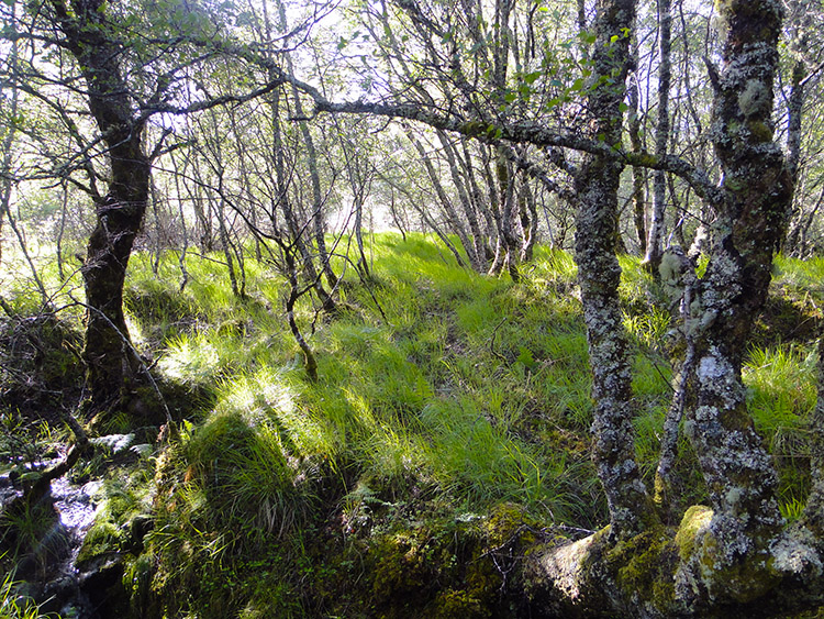 Birch and scrub everywhere