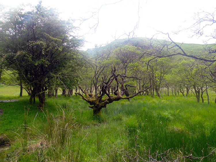 Wetland just north of Loch Lomond