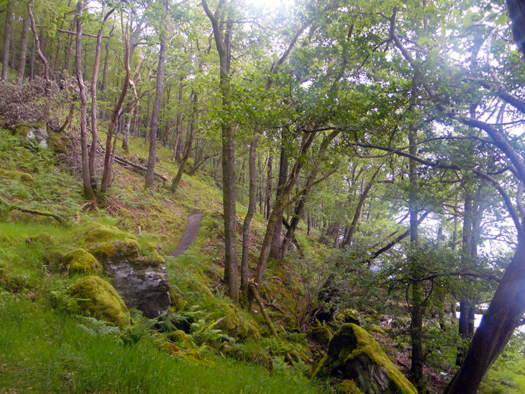 Craigrostan Woods