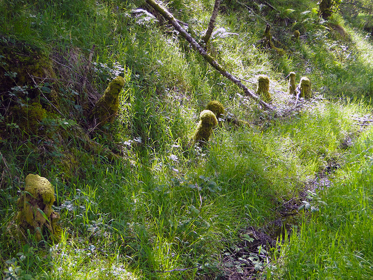 Moss covered stumps of felled birch trees