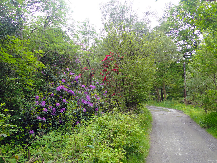 Rhododendron at Rowardennan