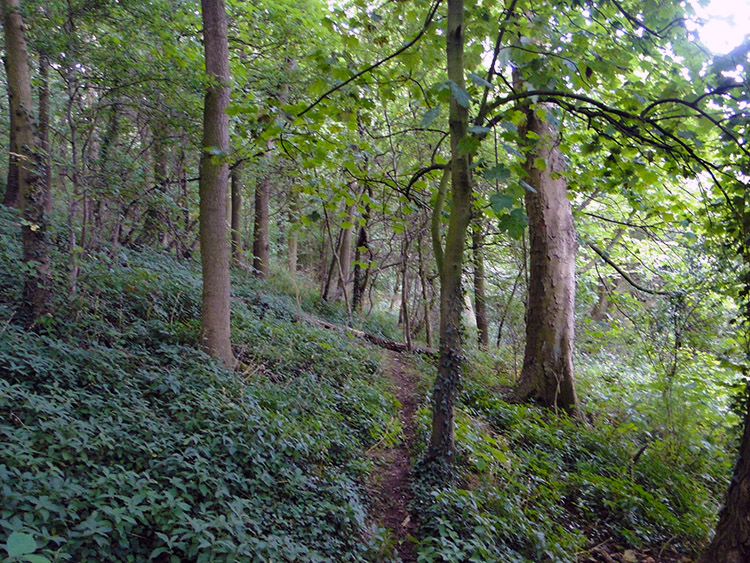 Sidford Wood