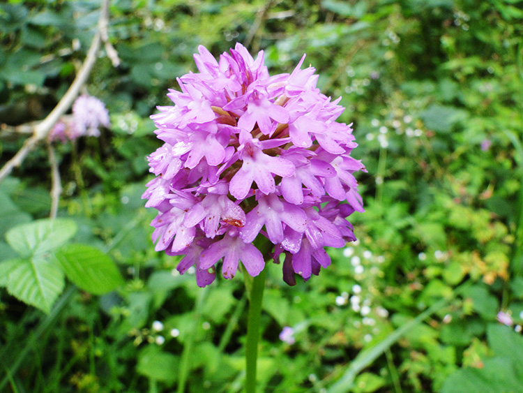 Anacamptis pyramidalis, the pyramidal orchid