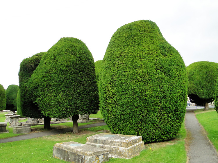 Yews in St Mary's churchyard