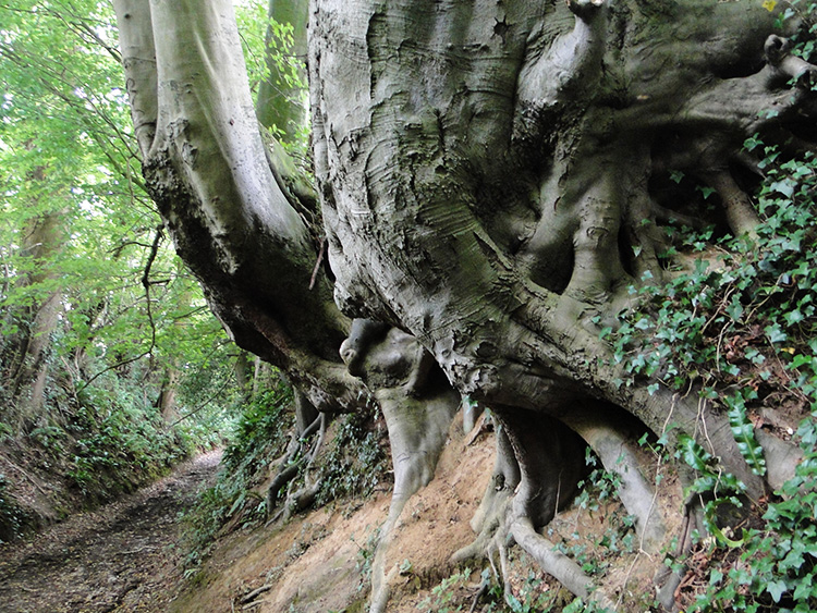 Holloway near Crawley Hill