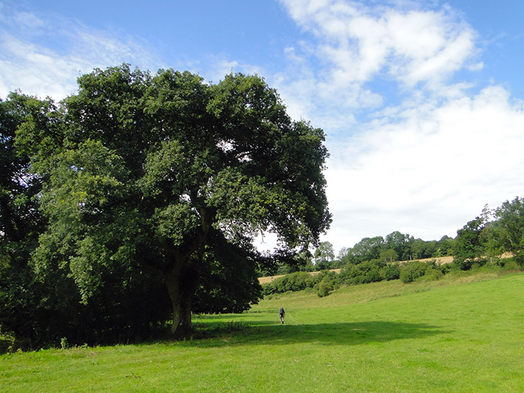 Walking from Combe Hay