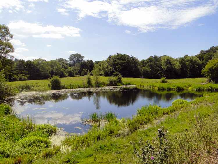 Pond near Paulton