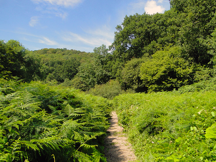 Lane near Temple Cloud