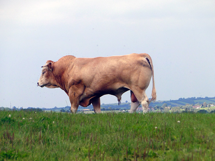 Big lad at West Harptree