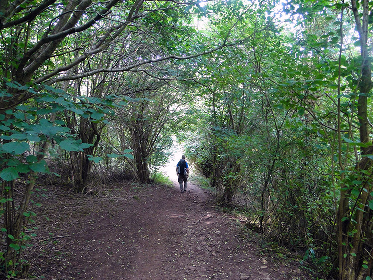 Leafy lane to Webbington