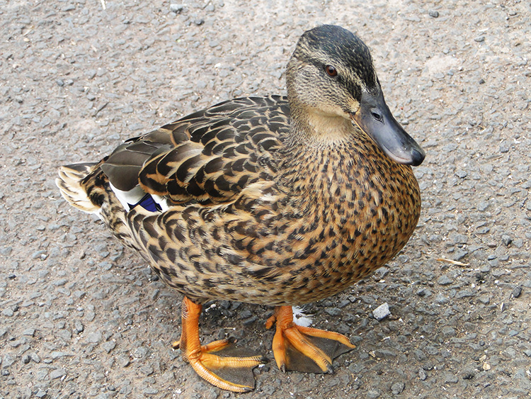 Friendly Duck