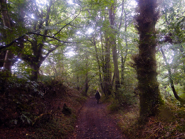 Black Down Copse