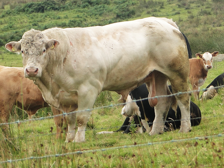 Beast of Bodmin Moor