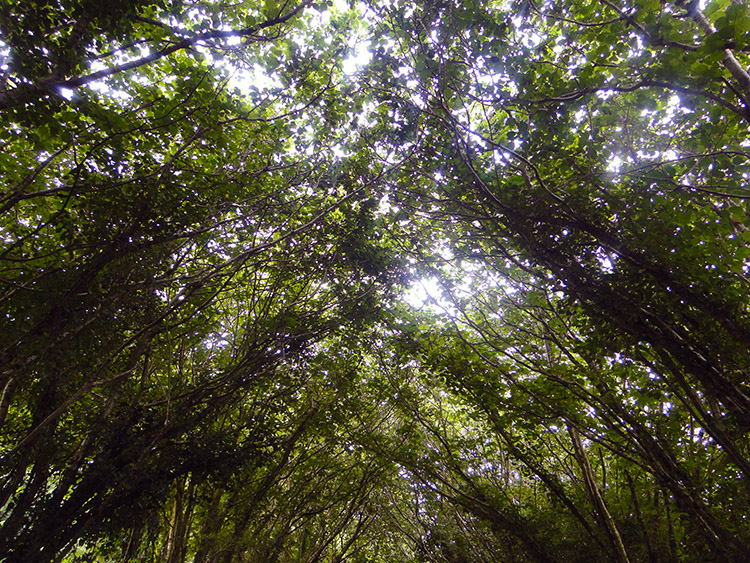 Woodland canopy