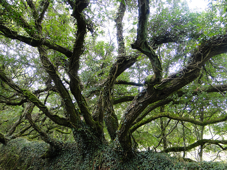 Characterful tree