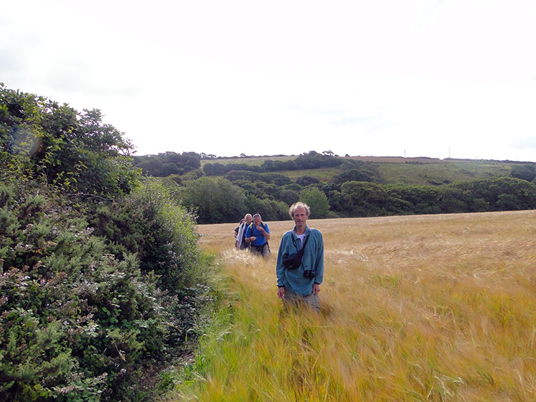 The field with the hidden path