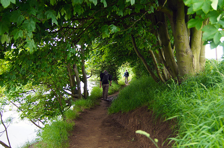 Tree lined riverside walking