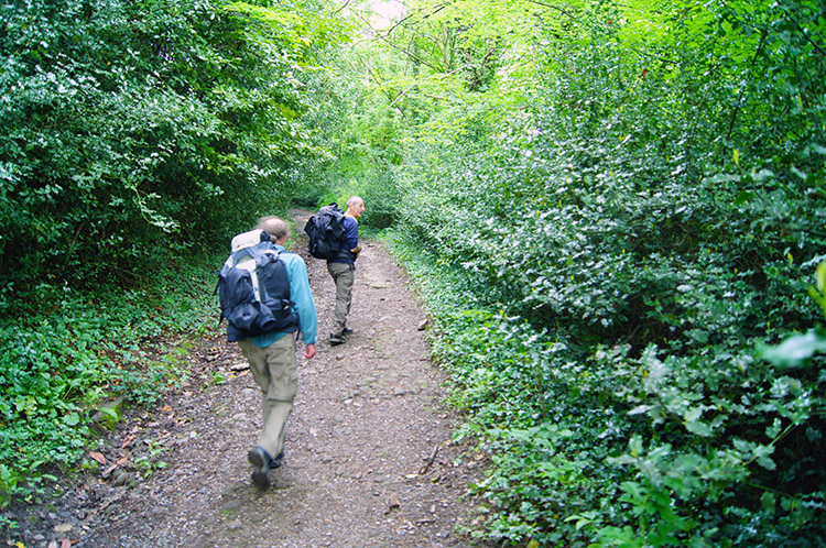 Climbing through Ashbank Wood