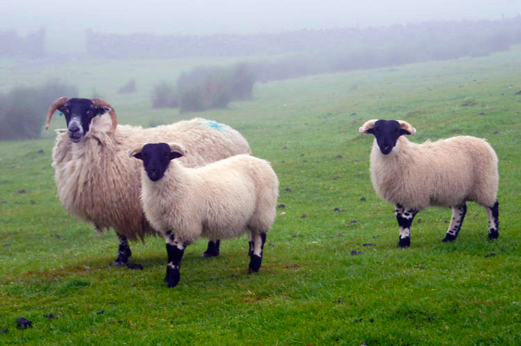 Sheep patrol Hadrian's Wall near Fozy Moss
