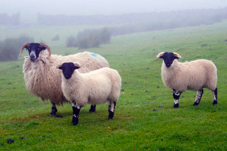 Sheep patrol Hadrian's Wall near Fozy Moss