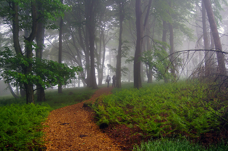 Fantastic short woodland stroll at Sewing Shields