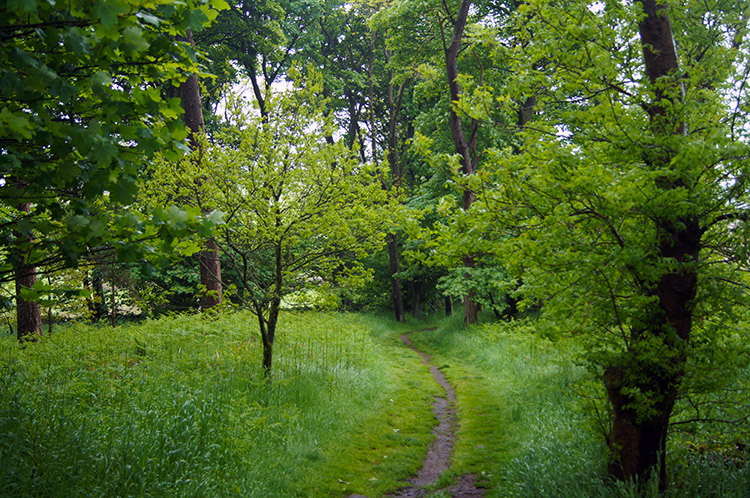 In the copse just before Housesteads