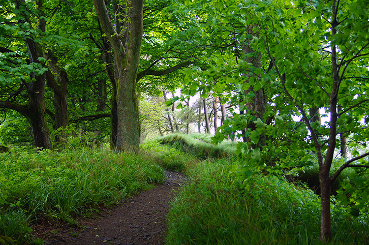 Hadrian's Wall is in woodland at Housesteads Crags